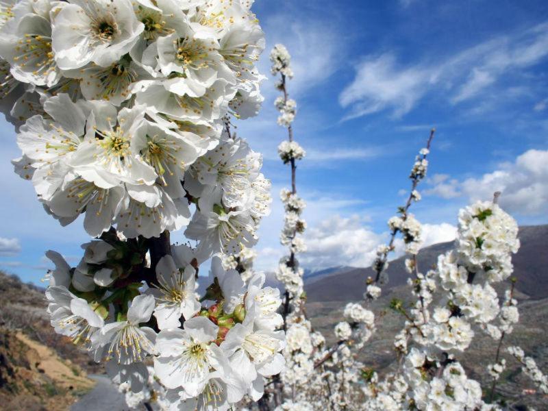 Acogedor Apartamento En El Valle Del Jerte 1 Piornal Εξωτερικό φωτογραφία